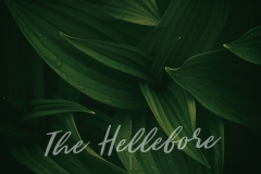 The Hellebore
